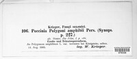 Puccinia polygoni-amphibii image